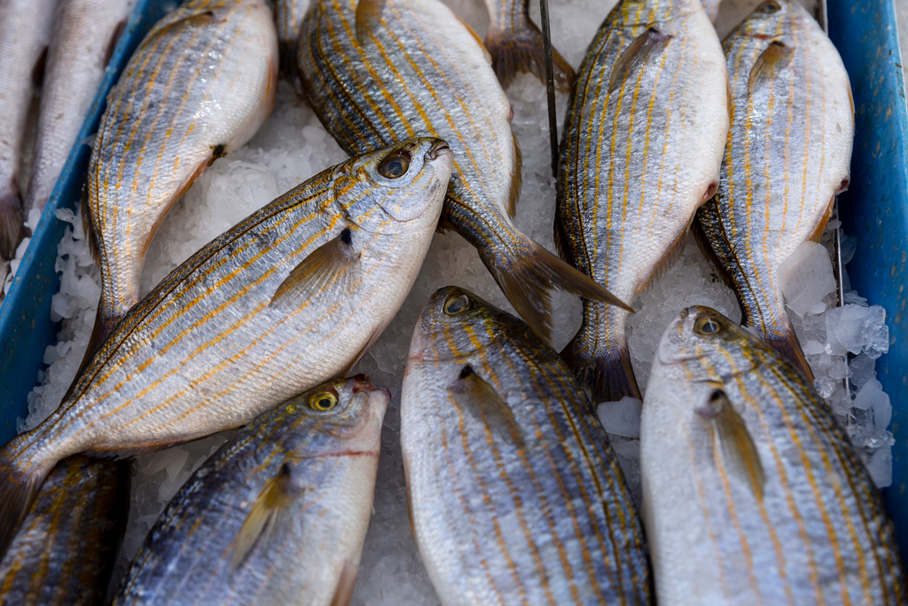 Mediterranean Fish