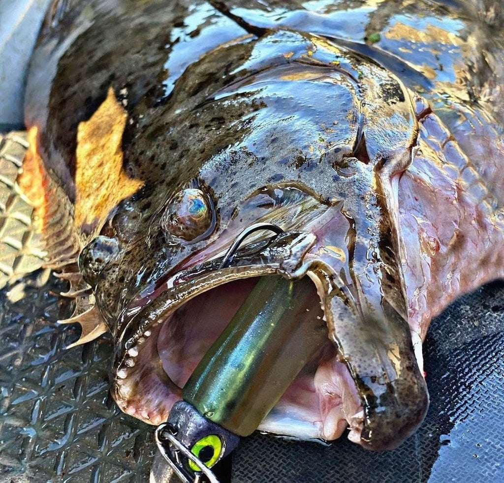 Halibut