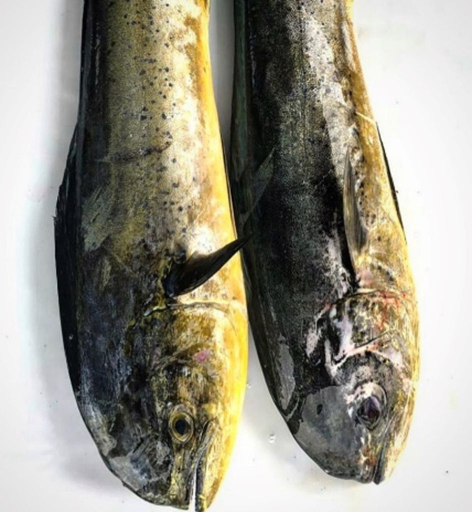 Mahi-Mahi