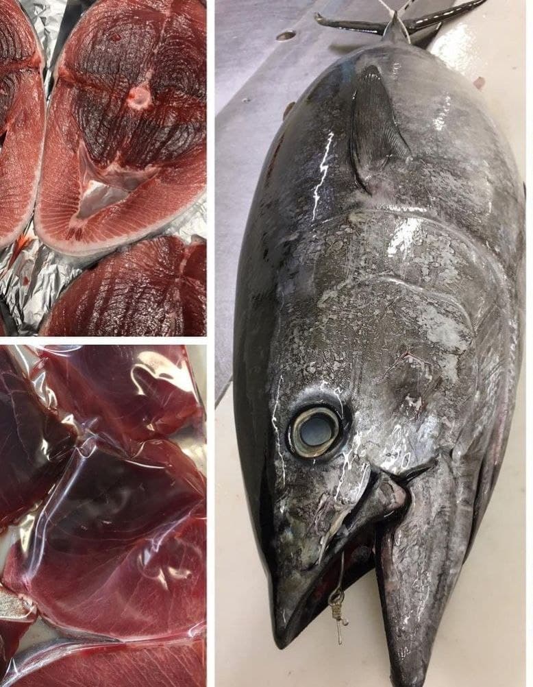 Bluefin Tuna Whole